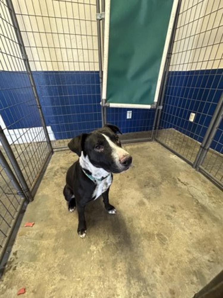 Shelter Stray Male Dog last seen Santa Paula, CA 93060, Santa Paula, CA 93060