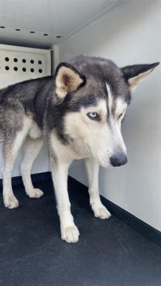 Shelter Stray Male Dog last seen Near BLK MOHAWK ST ,BAKERSFIELD, CA, Bakersfield, CA 93307