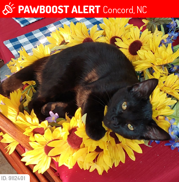 Lost Female Cat last seen Harris Middle School and W.R Odell Primary School , Concord, NC 28027