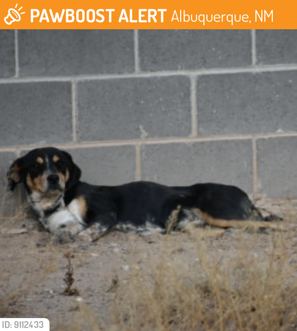 Found/Stray Unknown Dog last seen Coors, South Valley 87105, Albuquerque, NM 87105