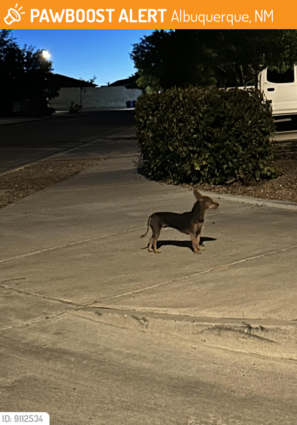 Found/Stray Unknown Dog last seen Arenal and Unser , Albuquerque, NM 87121