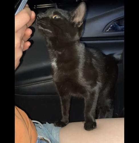 Found/Stray Unknown Cat last seen Highway 3 , Rosemount, MN 55068