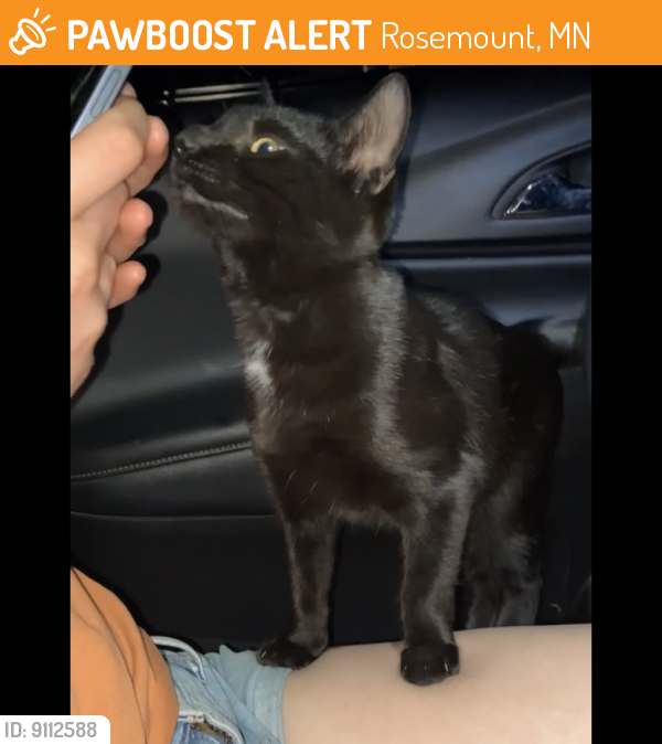 Found/Stray Female Cat last seen Highway 3 , Rosemount, MN 55068