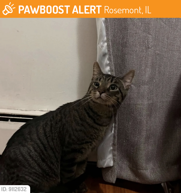 Found/Stray Unknown Cat last seen Allstate arena , Rosemont, IL 60018