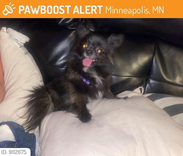 Found/Stray Female Dog last seen Lowry and california st ne minneapolis , Minneapolis, MN 55418