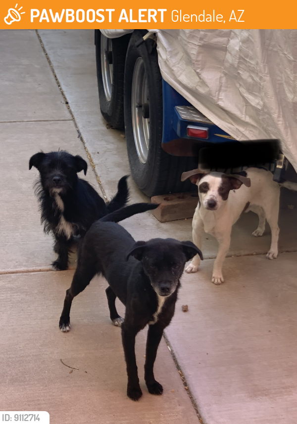 Found/Stray Unknown Dog last seen 51st Ave and Oraibi Dr., near park., Glendale, AZ 85308