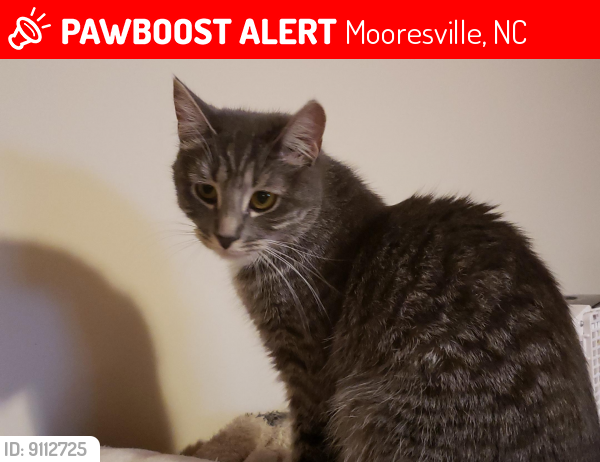 Lost Female Cat last seen Rankin Hill Rd between Hackberry Ln and Hornbeam Ln, Mooresville, NC 28117