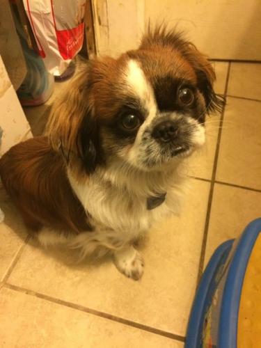 Lost Male Dog last seen Western, 42th, Maplewood. , Chicago, IL 60632