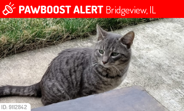 Lost Male Cat last seen Bridgeview,IL, Bridgeview, IL 60455