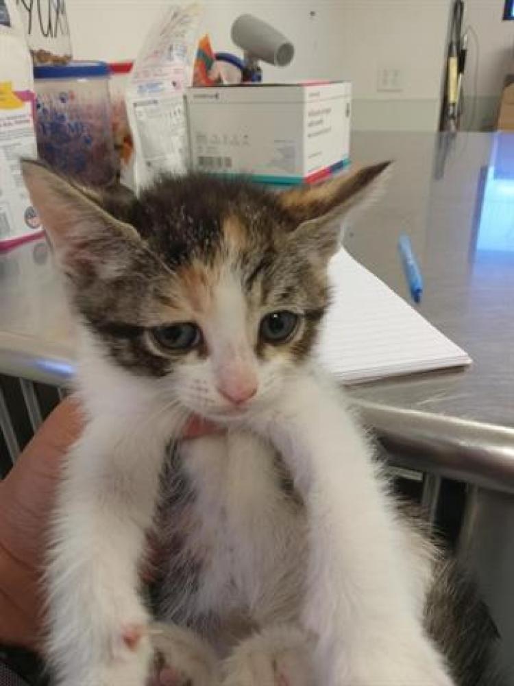 Shelter Stray Female Cat last seen ABANDONED AT SHELTER, Bakersfield, CA 93307