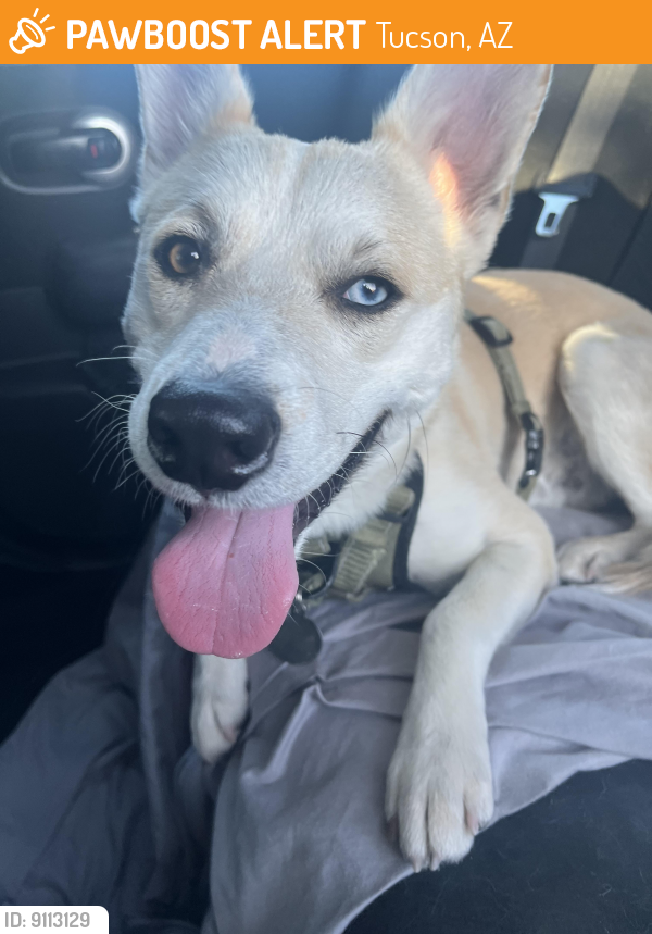Found/Stray Male Dog last seen Houghton and Broadway, Tucson, AZ 85748