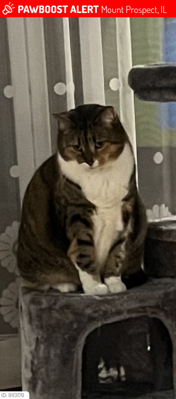 Lost Female Cat last seen Lee and Gregory , Mount Prospect, IL 60056