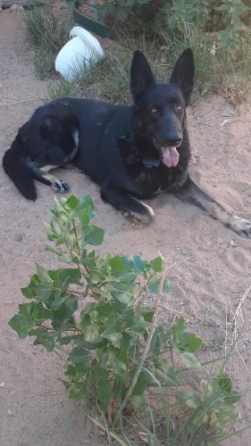 Found/Stray Female Dog last seen Southern and Rainbow, Rio Rancho, NM 87124