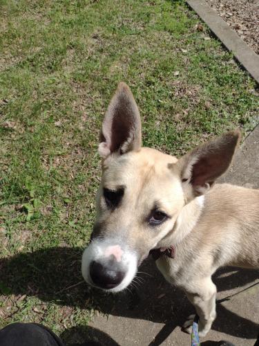 Found/Stray Female Dog last seen 26th Ave and pillsbury, Minneapolis, MN 55409
