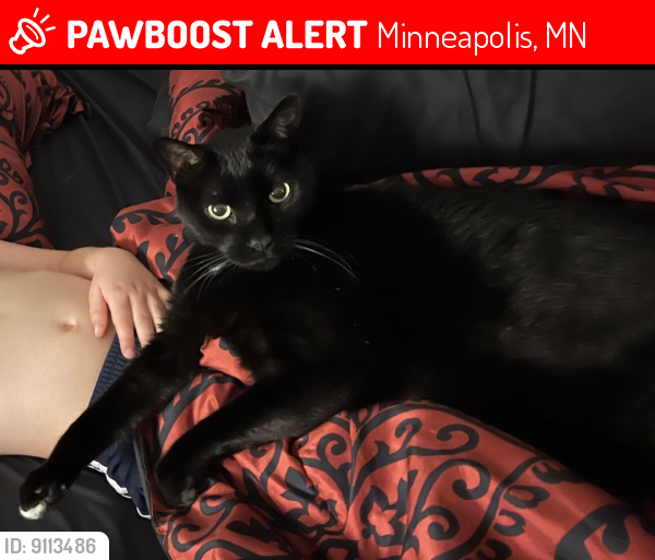 Lost Male Cat last seen TAYLOR STREET NE AND 82ND AVE SPRING LAKE PARK , Minneapolis, MN 55432