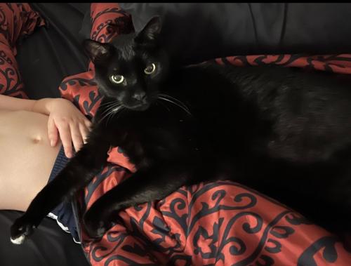 Lost Male Cat last seen TAYLOR STREET NE AND 82ND AVE SPRING LAKE PARK , Minneapolis, MN 55432