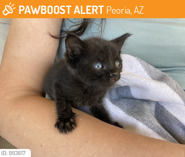 Found/Stray Unknown Cat last seen W. Thunderbird and 101, Peoria, AZ 85381