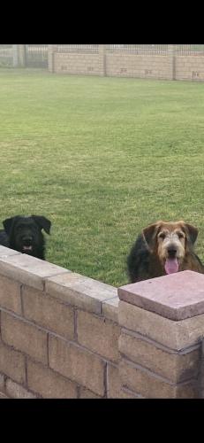 Found/Stray Male Dog last seen State Farm stadium , Phoenix, AZ 85037