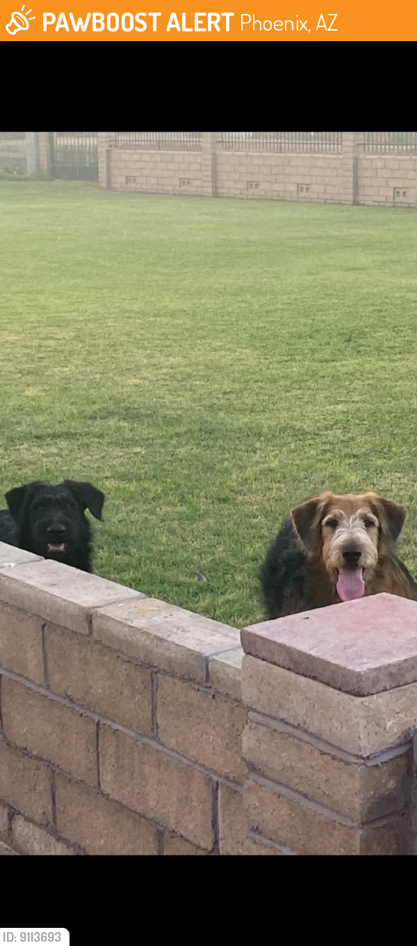Found/Stray Male Dog last seen State Farm stadium , Phoenix, AZ 85037