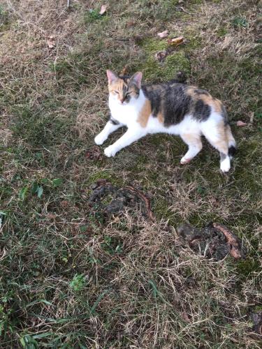 Lost Female Cat last seen Salem Avenue near Marshall Ruritan building, Marshall, VA 20115