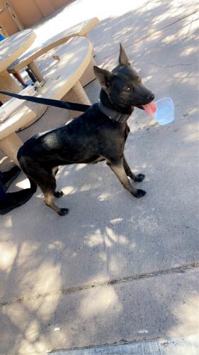 Found/Stray Female Dog last seen Texas Marquette Ave Ne , Albuquerque, NM 87123