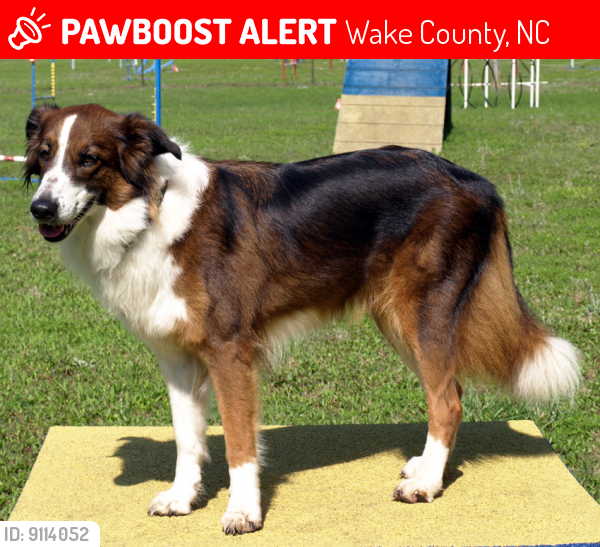 Lost Female Dog last seen US 64 and 751, Apex, NC 27502