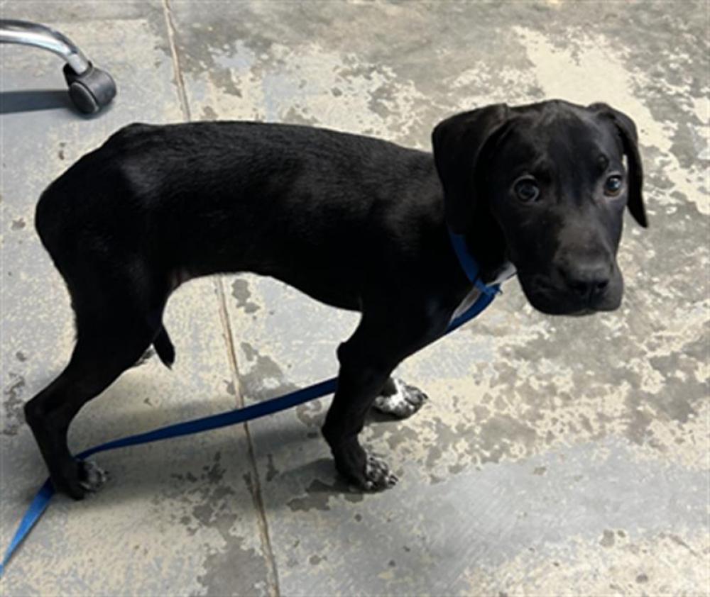 Shelter Stray Male Dog last seen Near BLOCK ROBERTS AVE, TALLAHASSEE FL 32310, Tallahassee, FL 32311