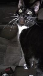 Reunited Female Cat last seen PETCO, On Western Ave and Crestwood Ave, Los Angeles, CA 90732