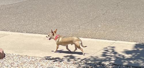 Found/Stray Male Dog last seen Marble & Washington Ne, Albuquerque, NM 87110