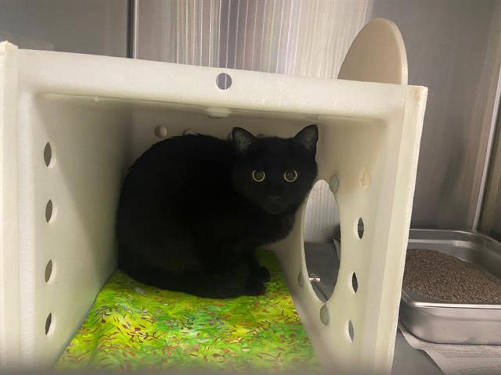 Shelter Stray Female Cat last seen Near BLOCK S 17TH ST, West Milwaukee, WI 53215