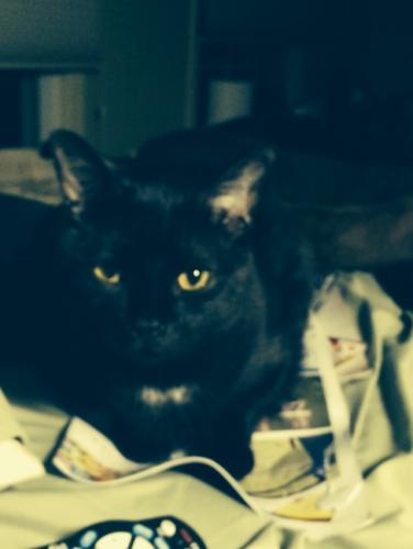 Lost Male Cat last seen Wisteria Drive and White Sands Drive, Germantown, MD, Germantown, MD 20874