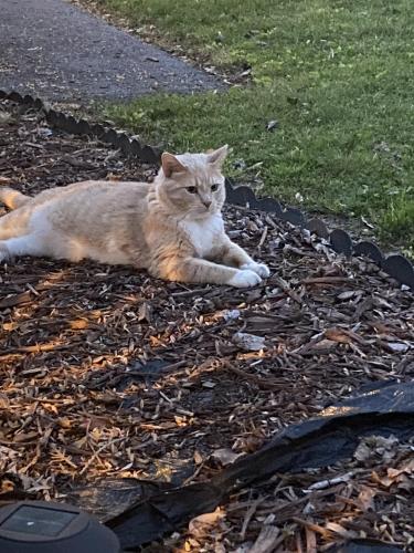 Lost Male Cat last seen Tallant Road - Grindstone State Mobil Home park, Ooltewah, TN 37363