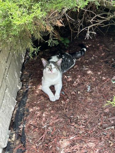 Found/Stray Unknown Cat last seen Pontiac and cornelia , Chicago, IL 60634