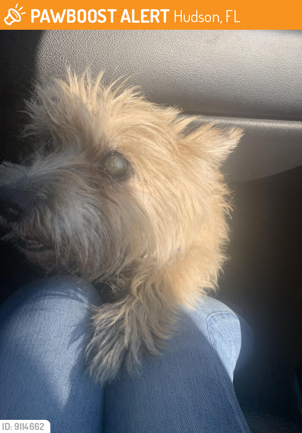 Hudson, FL Stray Female Dog Found Near Kitten trail PawBoost