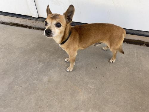 Found/Stray Male Dog last seen Near ave and McDowell road , Phoenix, AZ 85037