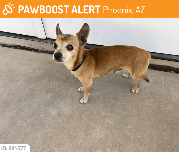 Rehomed Male Dog last seen Near ave and McDowell road , Phoenix, AZ 85037