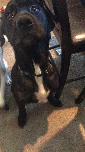 Lost Male Dog last seen Hempstead road  and Dacoma , Houston, TX 77092