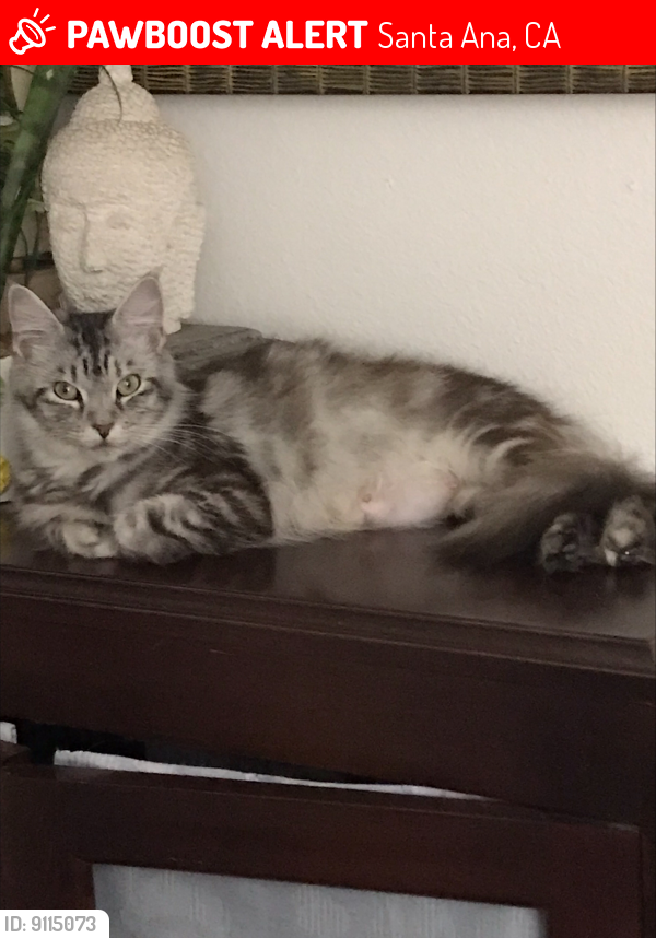 Lost Female Cat last seen Fairview and Seventeenth Street (North Huron Dr), Santa Ana, CA 92706