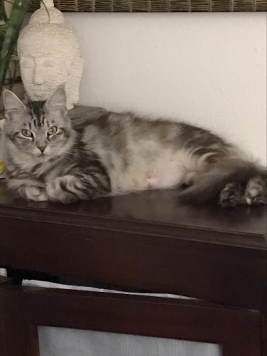 Lost Female Cat last seen Fairview and Seventeenth Street (North Huron Dr), Santa Ana, CA 92706