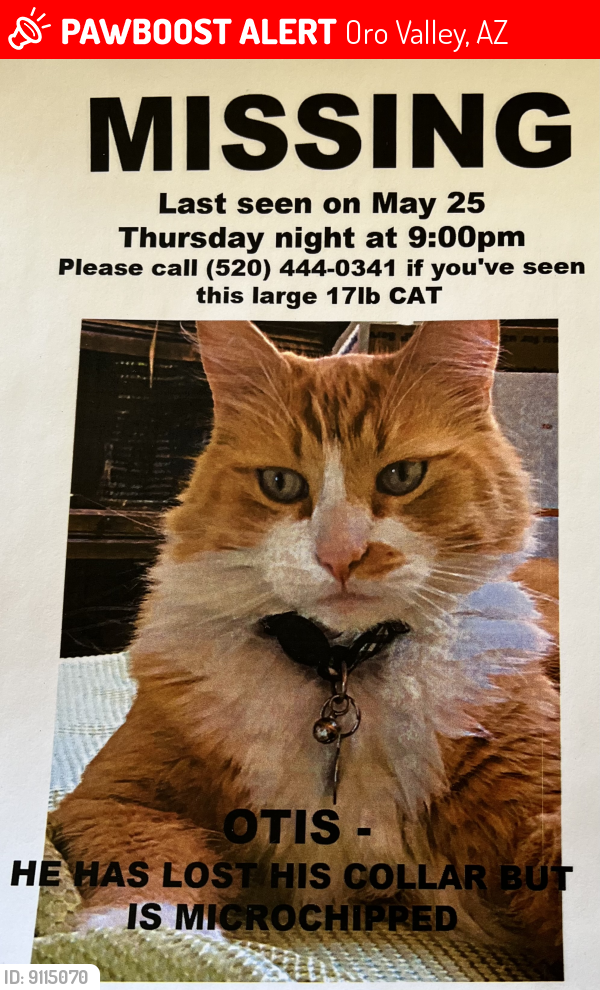 Lost Male Cat last seen Rancho Vistoso & Oracle Rd, Oro Valley, AZ 85739