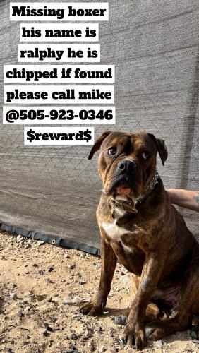 Lost Male Dog last seen Cherry hills and king road area , Rio Rancho, NM 87144