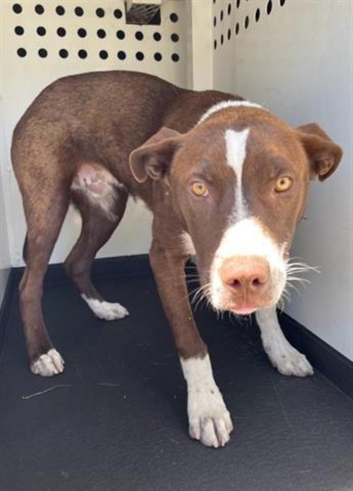 Shelter Stray Male Dog last seen Near BLK BENTON ST. BAKERSFIELD, CA, Bakersfield, CA 93307