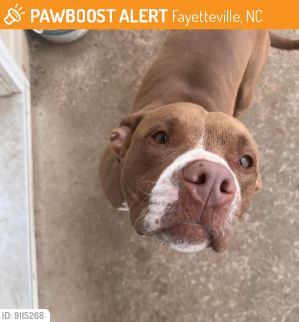 Fayetteville, NC Stray Female Dog Found Near Bellingham Way, River Glen