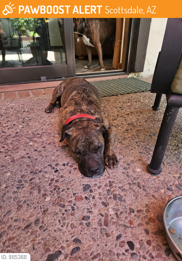 Found/Stray Male Dog last seen Scottsdale Rd & McDonald Rd., Scottsdale, AZ 85253