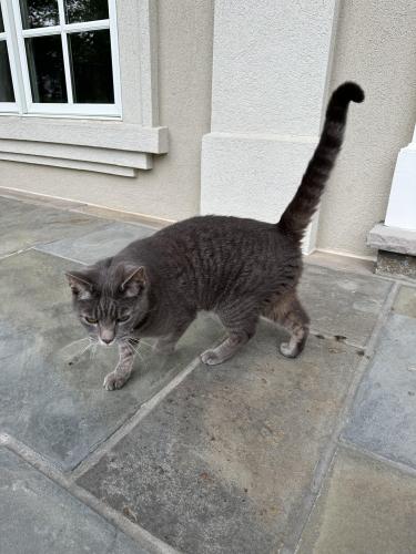 Found/Stray Unknown Cat last seen Counselman Road, Potomac MD , Potomac, MD 20854