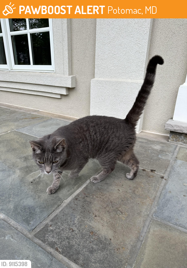 Found/Stray Unknown Cat last seen Counselman Road, Potomac MD , Potomac, MD 20854