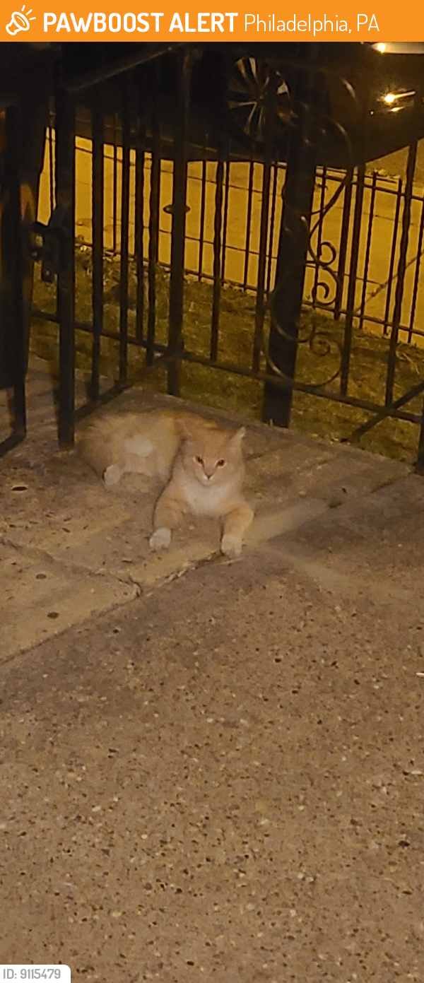 Found/Stray Unknown Cat last seen Marsden and Wellington streets , Philadelphia, PA 19135