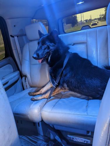 Found/Stray Male Dog last seen Near Houston Close mosiele st, Harris County, TX 77086