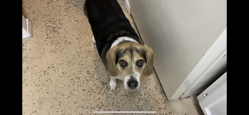 Lost Male Dog last seen Somewhere between Menaul and Montgomery near Tramway, Albuquerque, NM 87112