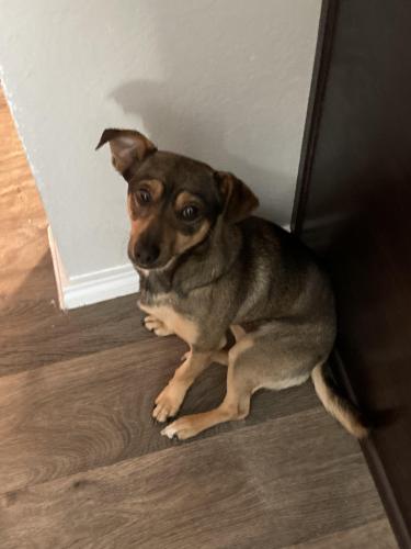 Lost Male Dog last seen Lincoln meadows and breached ridge drive, Spring, TX 77373